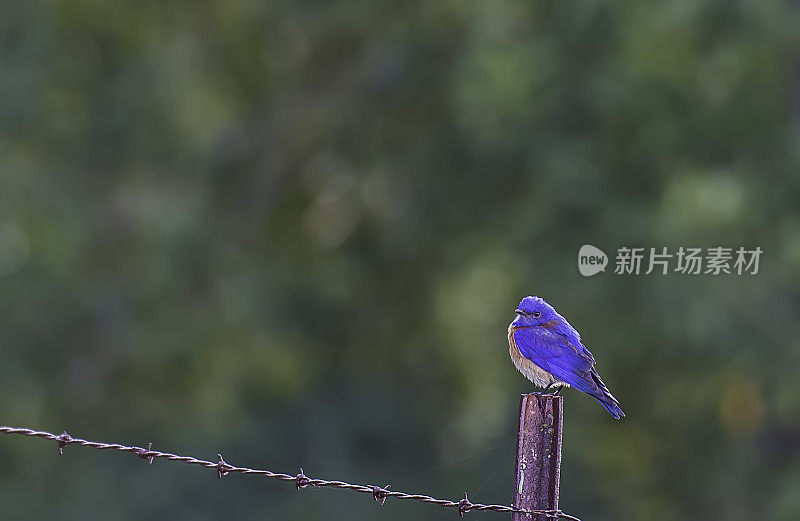 西部蓝知更鸟(Sialia mexicana)是在Pepperwood发现的一种小画眉。